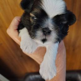 Davey - Tricolor male Shih Tzu puppy in Palmyra, New York from Karen's Tzus of Palmyra-Macedon