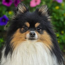 Fury - Pomeranian