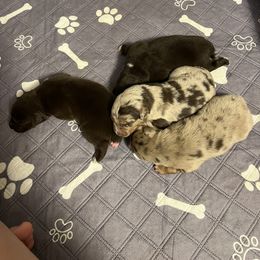 Australian Shepherd Puppies from Central Florida Australian Shepherds