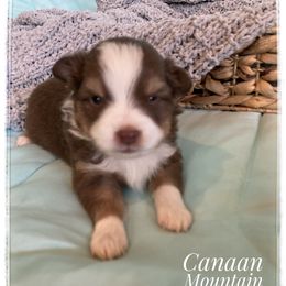 Toy Australian Shepherd Puppies from Canaan Mountain Aussies