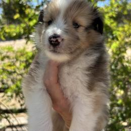 Violet - Sable merle and white female Shetland Sheepdog puppy in Oakley, California from SquiresShelties