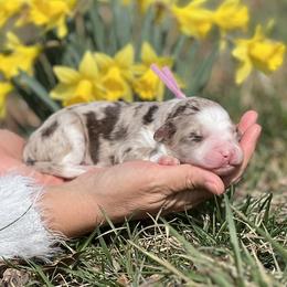 Sienna - White and red merle female Bordoodle puppy in Conway, Missouri from 2J 2K Bordoodles
