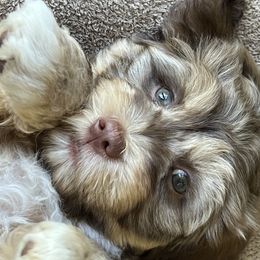 Companion Cross and Havanese Puppies from With Love Breeding Co.