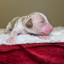 Pumpkin - Parti female Goldendoodle puppy in Woodburn, Indiana from Lengachers Cuddly Doods