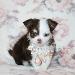 Calliope - Chocolate and white female Chihuahua puppy in Wakarusa, Indiana from My Fuzzy Chihuahuas
