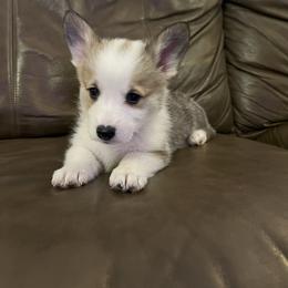 Red boy 2 - Red male Pembroke Welsh Corgi puppy in Waxahachie, Texas from 4G Farms Corgi’s