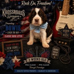 Bowie - Liver white and tan male English Springer Spaniel puppy in Cookeville, Tennessee from Krossroads Kennel