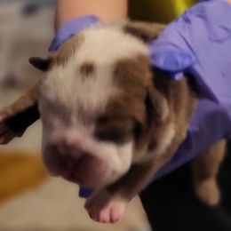 Bulldog Puppies from Luka Brasi Bullies LLC