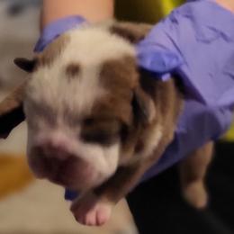 Bulldog Puppies from Luka Brasi Bullies LLC
