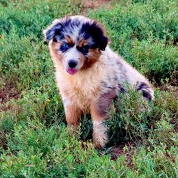 Lighting - Blue merle female Australian Shepherd puppy in Mineral Wells, Texas from A6 Australian Shepards