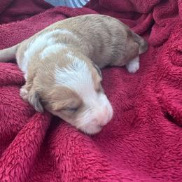 Marshall - Red merle male Bordoodle puppy in Winnsboro, Texas from Pecan Grove Pups