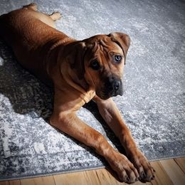 UCH Freedom Golden State  Mischief CGC TKN 85.2 - female Boerboel puppy in Naples, New York from Freedom Boerboels LLC
