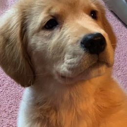 American Staffordshire Terriers and Golden Retrievers from Riverbend Goldens