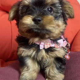 Morkie and Yorkshire Terrier Puppies from Cathy Burns