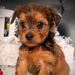 Boy 2 coco - Liver male Yorkshire Terrier puppy in Machesney Park, Illinois from Three Yorkie Family