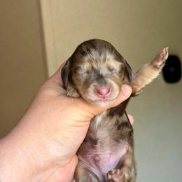 Buzz - Dapple male Dachshund puppy in Hornbeck, Louisiana from A&Z Mini Dachshunds