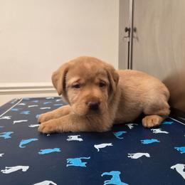 Yellow Girl 3 - Yellow female Labrador Retriever puppy in Williamsburg, Pennsylvania from River View Labradors