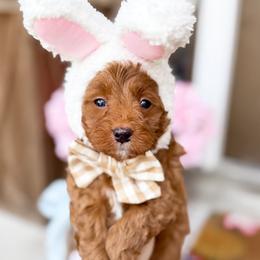 Anthony - tan collar boy - Apricot male Cavapoo puppy in Melbourne, Florida from Space Coast Doodle Co.