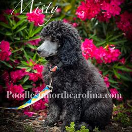 Misty - Silver female Poodle puppy in Greenville, North Carolina from Grace Poodles