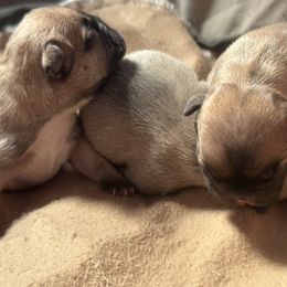 French Bulldog Puppies from 3D Frenchies LLC