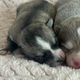 Pepper - Black and white female Pomsky puppy in Uintah County, Utah from Bingo's Wolfhounds, Lollipop Pomskies