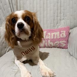Dolly - Cavalier King Charles Spaniel