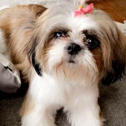 Honey - Shih Tzu
