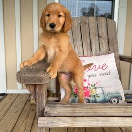 Teal Collar - Golden female Golden Retriever puppy in Monroe, Tennessee from Golden Girls Furever Friends