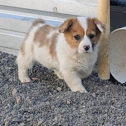 Sparrow - White and red female Pembroke Welsh Corgi puppy in Hotchkiss, Colorado from Bell S Ranch