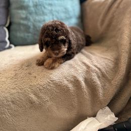 Girl 2 - female Poodle puppy in Kissimmee, Florida from Unique Poodles