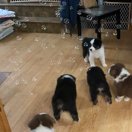 Australian Shepherd Puppies from BlueRain Aussies