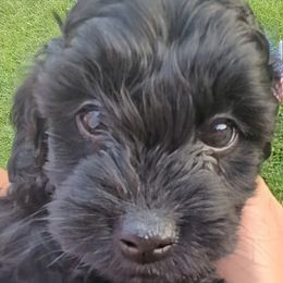 Girl 5 - Black female Cockapoo puppy in Middletown, Ohio from Blessed Chaos