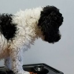 Goldendoodles and Poodles from Rocking j doodles