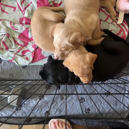 Labrador Retriever Puppies from Outlaw Ridge Kennels