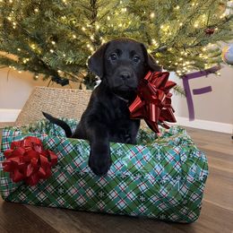 Purple - Black female Labrador Retriever puppy in Talking Rock, Georgia from Bethel Woods Kennels