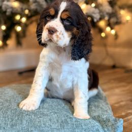 English Springer Spaniel Puppies from Willow Creek Farms