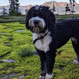 Bernedoodles from Mt Baker Bernedoodles