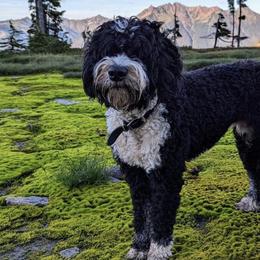 Bernedoodles from Mt Baker Bernedoodles