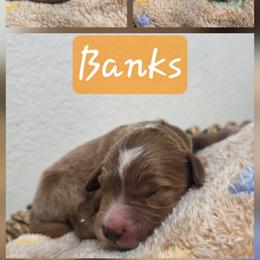 Banks - Red  male Goldendoodle puppy in Palestine, Texas from KK's Doodle Bunch