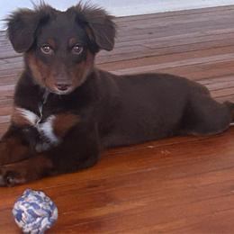 Bean - Red tri male Miniature Australian Shepherd puppy in Sulphur, Louisiana from Triple J Aussies and Corgis