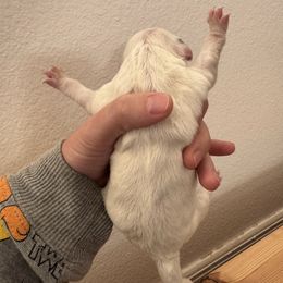 Purple Girl - White female Sheepadoodle puppy in Kissimmee, Florida from Sunflower Family Farms