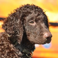 Curly-Coated Retrievers from Ayershire Kennels