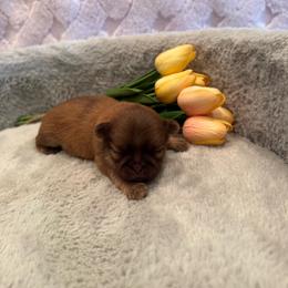 Sparrow - Red and tan male Shih Tzu puppy in Success, Missouri from Sweet Success