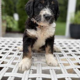 Bordoodle Puppies from Borders of Eby Eden