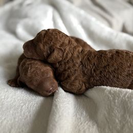 Golden Retriever puppies from The Purrfectpups