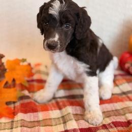 Hoax - Parti male Poodle puppy in Lavonia, Georgia from Peach Blossom Kennels