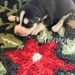 Aurora - Black and white female Siberian Husky puppy in Gardner, Kansas from Husky Love and Pups