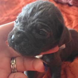 Pink Collar - Gray female Cane Corso puppy in Henry, Virginia from Hardradas Dynasty Cane Corso