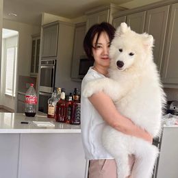 Samoyed Puppies from Hill Country Samoyeds