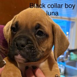 Black Collar Boy - Fawn male Boxer puppy in East Longmeadow, Massachusetts from Boxer Bliss